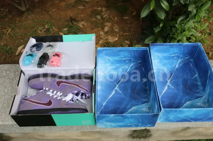 Authentic Nike Dunk SB Concepts Purple Lobster 